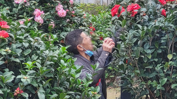 啟德採花賊狂摘茶花！自備大袋狼死「入貨」！被喝止仍懶理密密摘