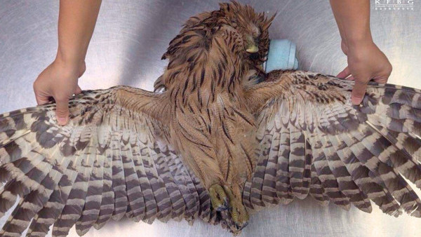 雀鳥受傷失去羽毛難飛翔 農場「接羽」助重生過程如駁髮？