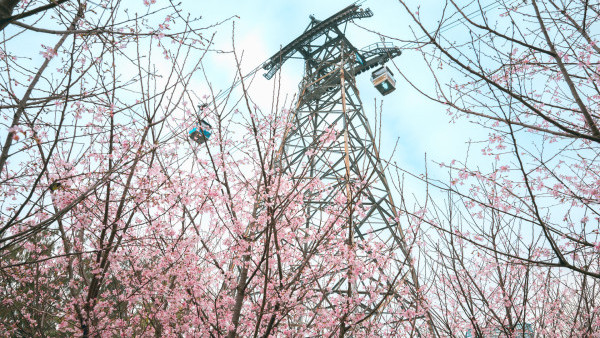 機場櫻花園免費開放「櫻花海岸」打卡粉紅花海 觀賞花期一個月