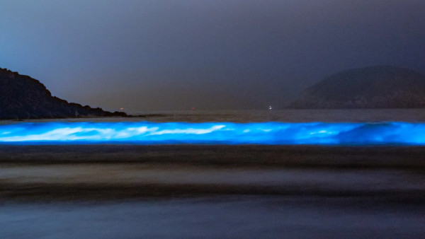 藍眼淚湧現！麥理浩徑海岸現藍眼淚 海浪中爆發幽幽藍光