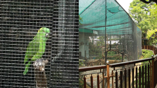 九龍公園鸚鵡「好好傾」踴躍回應遊客狂打招呼 模仿觀眾笑聲獲讚得意