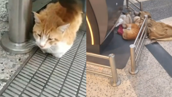 有片！絕情主人1原因棄貓於機場 網民怒罵冷血主人 貓義工到場救走待領養！