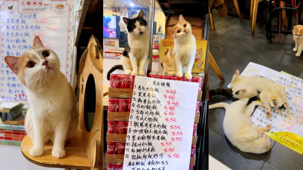 油麻地貓店長坐鎮茶餐廳結業！老闆娘積極救助流浪貓 網民不捨：感謝一切付出