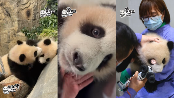 大熊貓細佬疑誤傷家姐右眼皮須滴眼藥水 園方公布治療詳情