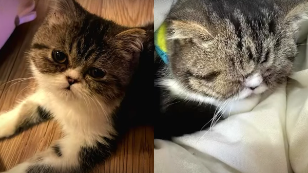 東張西望｜貓主控訴無牌獸醫令貓貓染貓瘟離世？事件大反轉成「羅生門」 網民：自己害死隻貓