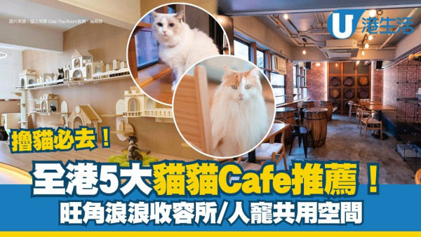 本地5大貓Cafe推薦 旺角浪浪收容所/人寵共用空間/荃灣貓之茶房