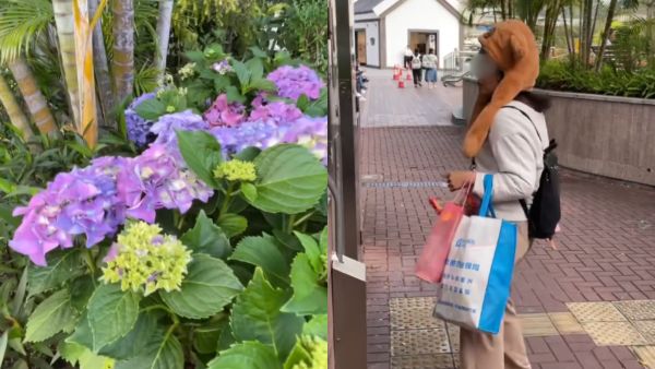 香港仔海濱公園現採花女賊！摘走一大袋繡球花極猖狂！網民怒斥：自私自利！