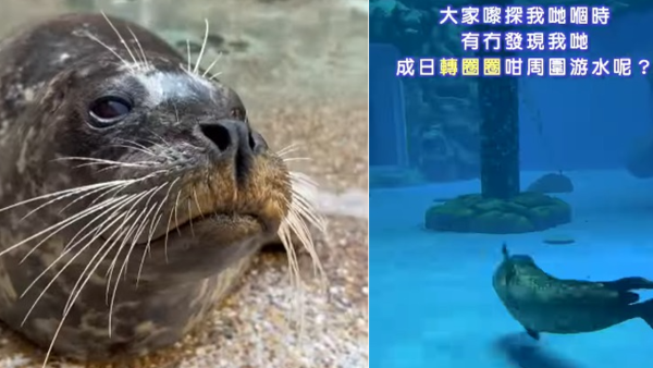 好治療！海豹游水為何愛「轉圈圈」？海洋公園拆解背後1種意思