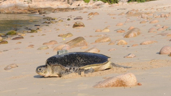 南丫島深灣限制區今日起封閉  保護海龜產卵公眾7個月內禁止進入