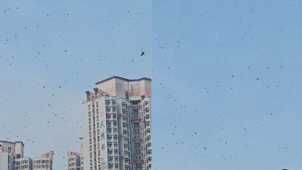 恐怖異象！天水圍「漫天飛蟲」市民直擊：疑幾百隻烏蠅飛來飛去 附專家回應