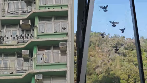 公屋樓上餵野鴿8年極煎熬！樂富邨居民控訴6宗罪：半夜倒鴿糞/感染沙門氏菌