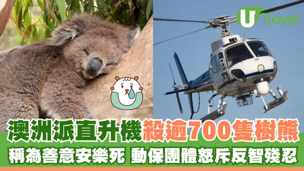 澳洲派直升機殺逾700隻樹熊 稱為善意安樂死 動保團體怒斥反智殘忍