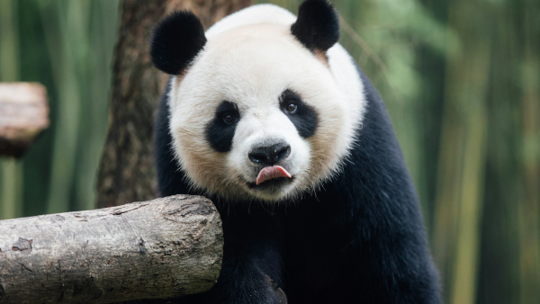 大熊貓安安可可迎來繁殖季節 海洋公園安排保護式接觸助「互相了解」