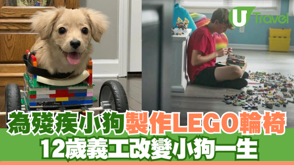 為殘疾小狗製作LEGO輪椅 12歲義工改變小狗一生