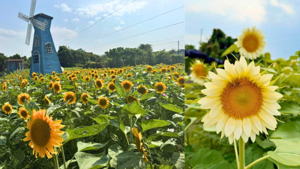 賞花好去處2025｜元朗信芯園太陽花盛開！獨有香檳色太陽花 (花期/交通方法/入場費一覽)