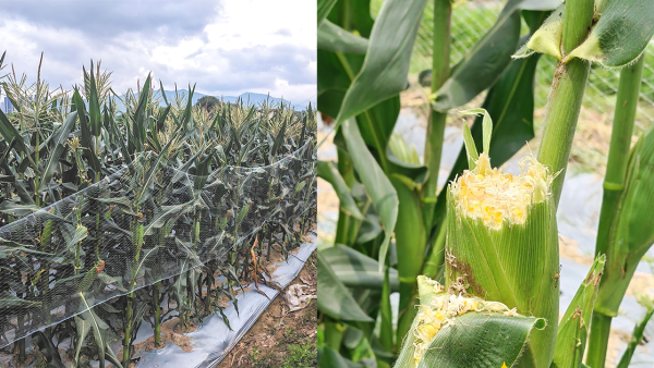 上水農埸種400條粟米！慘被鸚鵡、松鼠偷食幾日損失過百條