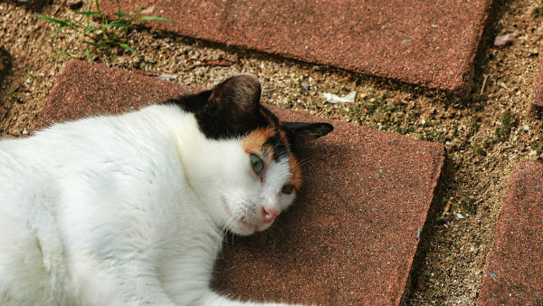政府放寬內地進口貓狗檢疫安排 動物抵港後檢疫期縮減至30天