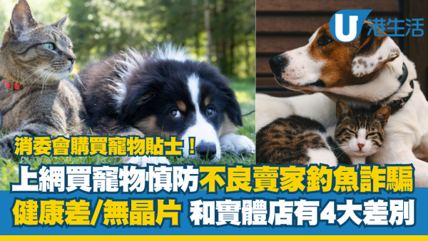 【消委會網購寵物】上網買寵物小心釣魚詐騙！健康差無晶片比較實體店有差別