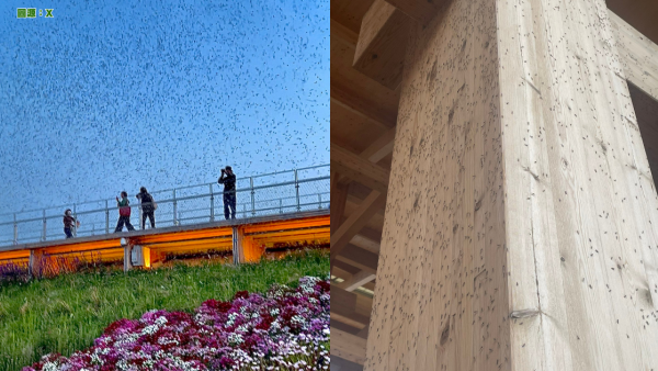 有片慎入！ 大阪世博會場驚見密密麻麻飛蟲！ 網民稱不敢去廁所 門前猶如「昆蟲結界」