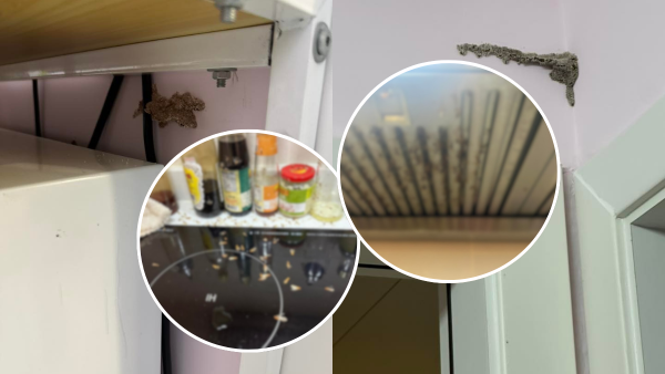 旅行回家揭被飛蟻大肆入侵！ 驚現蟻道兼佈滿飛蟻屍體！做錯一事令情況惡化：滅蟲公司話咁樣仲衰...