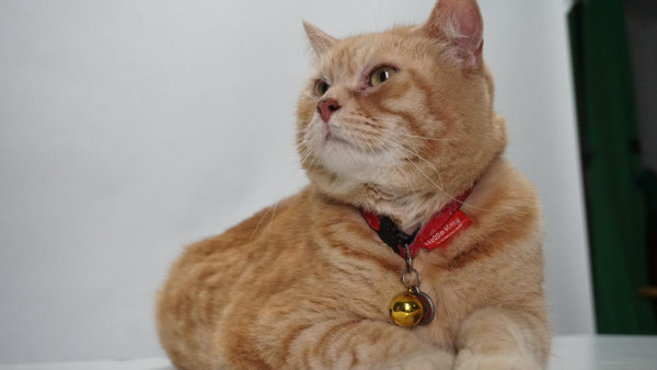 萬寧貓「弟弟」離世享壽18歲港人不捨：謝謝你陪伴我們成長