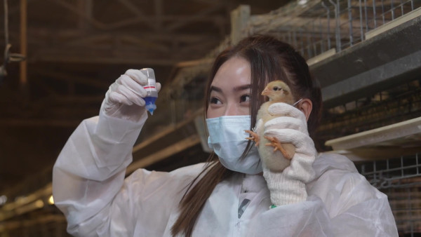 戴祖儀試做雞農一人照顧5,500隻雞  超辛苦體驗嗌晒救命遭勒令收聲