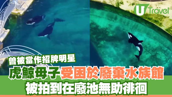 虎鯨母子受困於廢棄水族館 被拍到在廢池無助徘徊