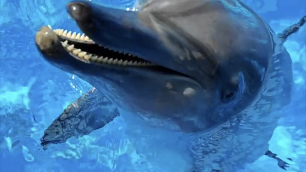 海洋公園24歲雌性樽鼻海豚Rita離世 已初步解剖以確定死因