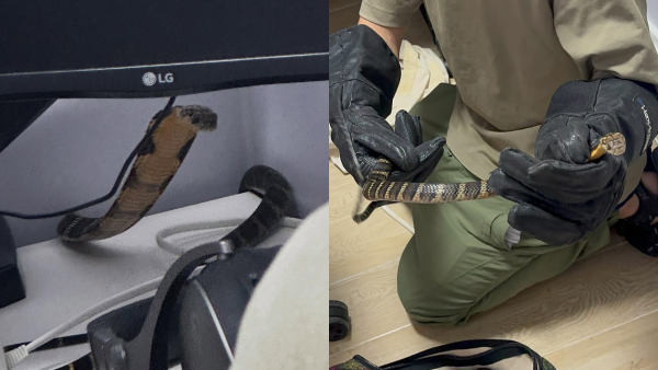 港人家中驚現毒蛇過山烏！屬受保護瀕危物種 最長可達6米！蛇王：比佢咬到死梗！