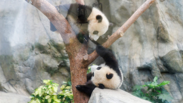 大熊貓家姐細佬名字揭曉命名「加加」及「得得」有特別寓意？