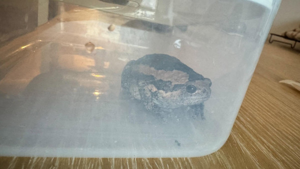 旅行回家行李驚藏一動物！網友揭真身不能放生！專家警告有輕微毒性