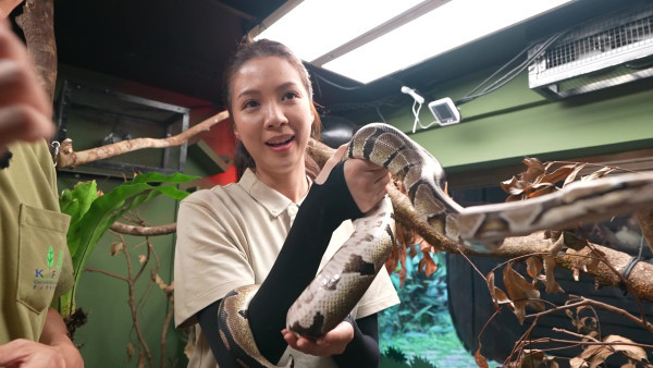 陳曉華用蟲餵鸚鵡與蛇寶寶親密接觸 嚇到瘋狂揼地喊驚：佢哋好活躍呀