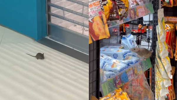 黃埔DONKI老鼠貨架揀零食 外形毛色惹議：估計係食刺身大