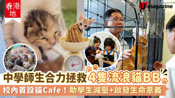 屯門中學師生合力拯救4隻流浪貓BB 校內首設貓Cafe！助學生減壓+啟發生命意義