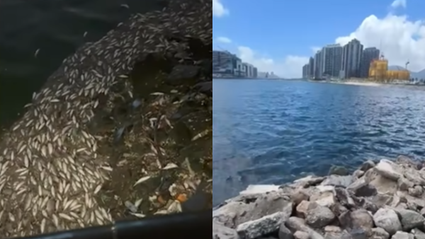 啟德河現大量死魚！數千條堆積岸邊臭氣沖天！街坊分析1原因引致 渠務署咁解釋...
