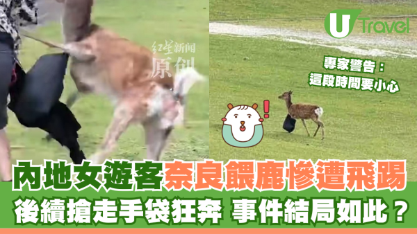 內地女遊客奈良餵鹿慘遭飛踢 後續搶走手袋狂奔 事件結局如此？