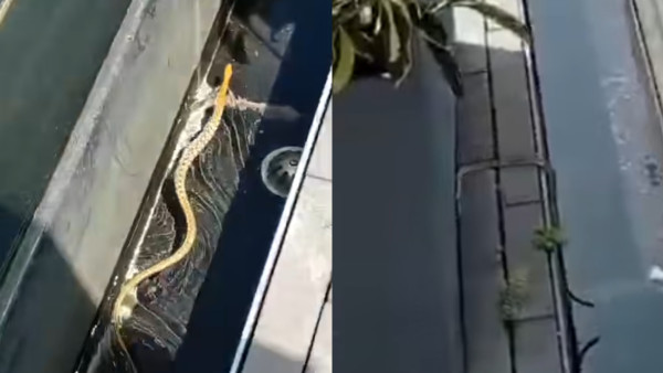 啟德公園驚見蛇蹤！黃色幼蛇水池邊游走！本港14類毒蛇要小心