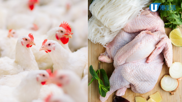 4大雞部位不建議食用！ 牛津專家提醒小心攝取毒素、激素、抗生素