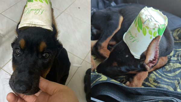 都柏文狗女雙耳慘遭修剪兼縫紙杯身亡 裕美拍片怒轟：仲落膠水