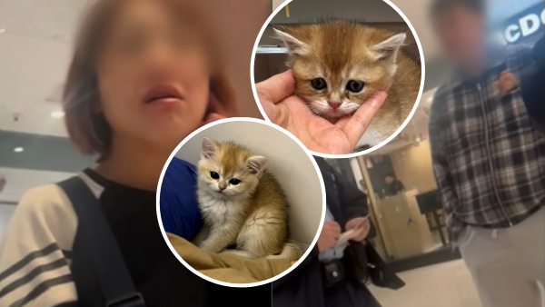 貓舍倒閉好心人領養貓bb 被迫做1事疑被詐騙！最後貓貓患病幾日後離世 網友：為咗錢咩都做得出