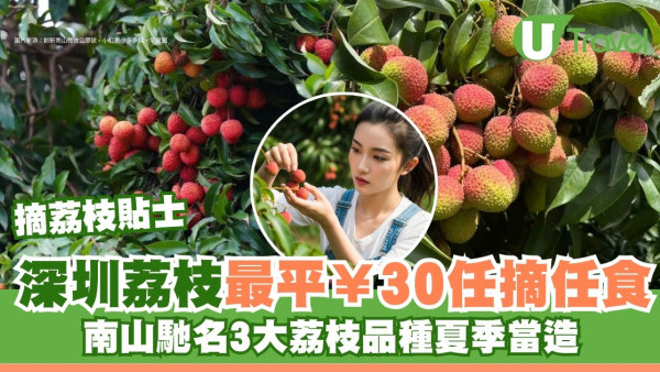 深圳摘荔枝｜最平¥30任摘任食糯米糍/桂味 南山四大荔枝果園地址交通 