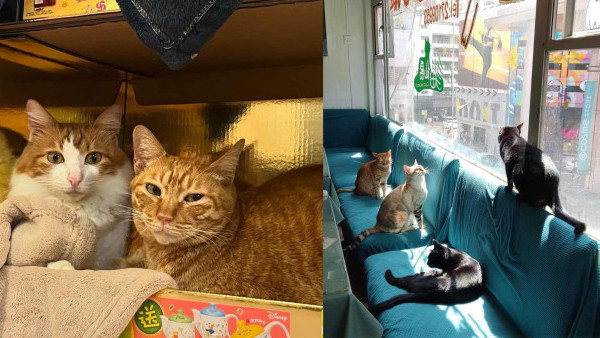 阿貓地攤結業開業25年「元祖級」貓Cafe！店方承諾將貓貓安置安全地方