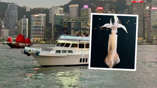 暑期夜釣墨魚團限時買一送一！人均$188起！任Chok墨魚連現場烹調！