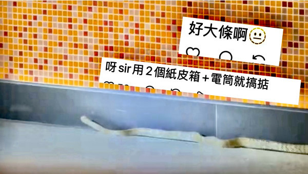 啟德港鐵站驚現大長蛇嚇壞市民！目擊者見阿sir用紙皮箱制服