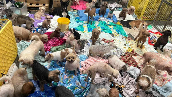阿棍屋動物收容所暴雨水浸！雨水倒灌大批狗狗濕透成功獲救 市民感恩：平安就好