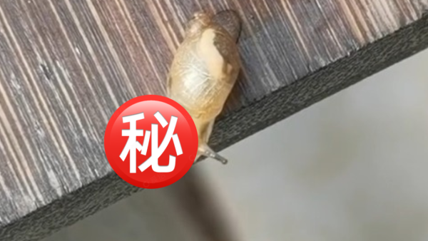 沙田恐怖「喪屍蝸牛」不停點頭 市民震驚揭背後殘酷真相