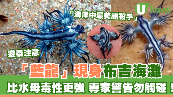 泰國海灘「致命隱形殺手」！專家警告遭此生物螫到嚴重恐喪命！即學保命3招救人自救