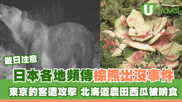 日本各地頻傳棕熊出沒事件！東京釣客遭攻擊 北海道農田西瓜被啃食