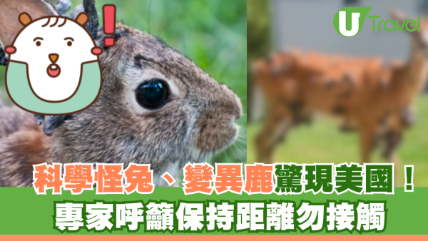 驚見科學怪兔、變異鹿全身腫塊駭人！專家呼籲保持距離勿接觸