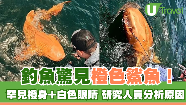 釣魚驚見橙色鯊魚！罕見橙身+白色眼睛 研究人員分析原因